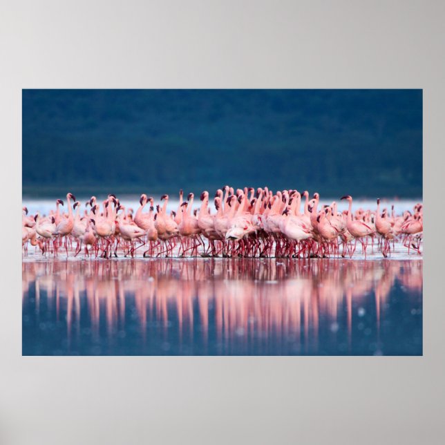 Poster Large Group of Lesser Flamingos (Devant)