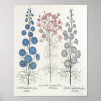 Larkspur