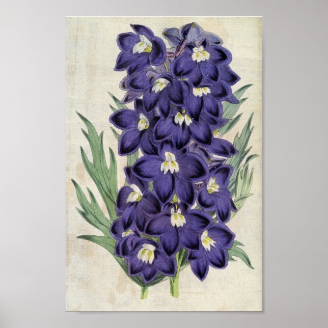 Poster Larkspur d'abeilles du Fraser botanique vintage (Devant)