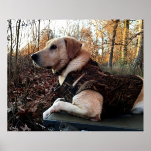 Poster L'arme ultime du chasseur de canards du Labrador R