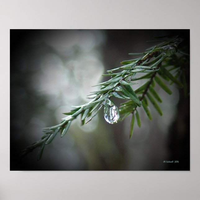 Poster Larmes à pruches (Devant)