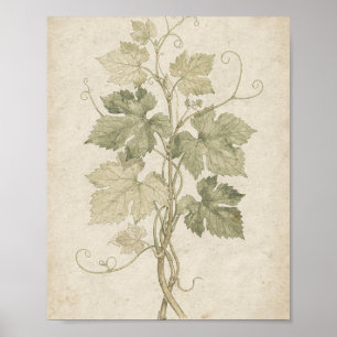Poster L'art botanique des vrilles et des feuilles de vig