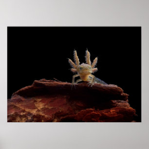 Poster Larve crêté de triton
