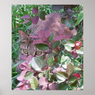 Poster Laser les yeux de chat