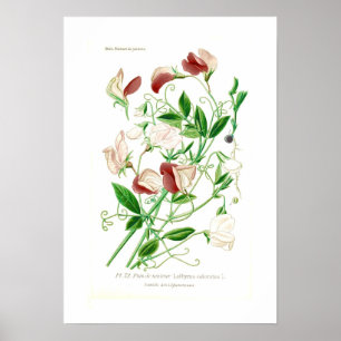 Poster Lathyrus odoratus
