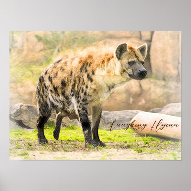 Poster Laughing Hyena (Devant)