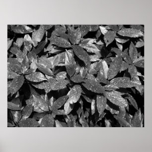Poster Laurel tacheté, Aucuba Japonica - B/W