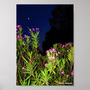 Poster Laurier-rose rose la nuit