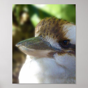 Poster L'Australien Kookaburra,