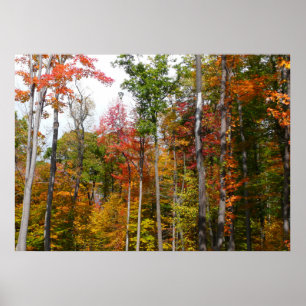 Poster L'automne dans la forêt Photographie d'automne col