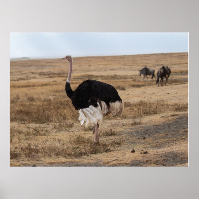 Poster L'autruche africaine sur les plaines ouvertes (Devant)