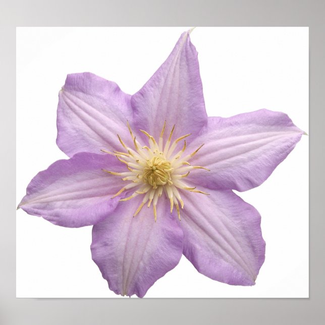 Poster Lavande (Devant)