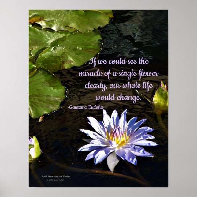 Poster Lavande Bleue Centre Jaune Fleur Lily D'Eau (Devant)