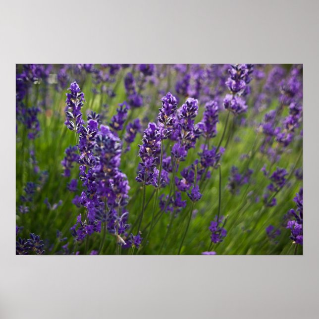 Poster Lavande | Lavendel (Devant)