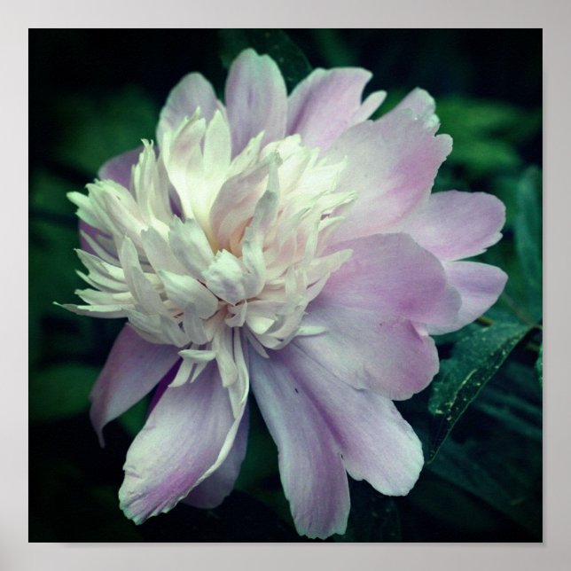 Poster Lavande Peony Fleur En Fleur Gros (Devant)
