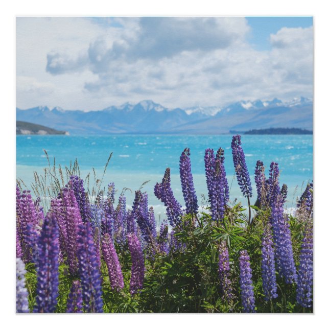 Poster lavande sur le lac (Devant)