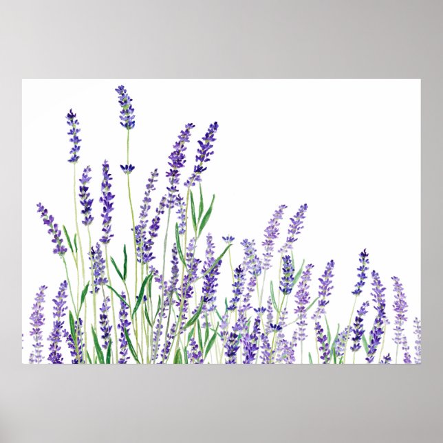 Poster lavande violette aquarelle horizontale (Devant)