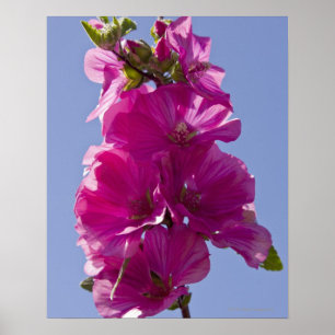 Poster Lavatera, également connu sous le nom de mauve