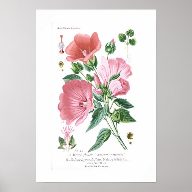 Poster Lavatera trimestris et Malope trifida (Devant)
