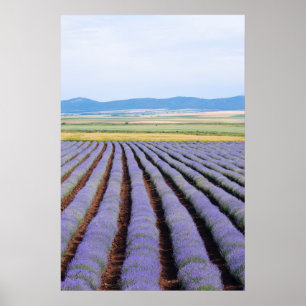 Poster Lavendar fields