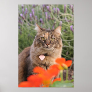 Poster Lavendar, Nasturtium et un chat Tortoiseshell