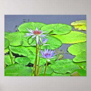 POSTER LAVENDER BLUE LOTUS BLOSSOM ET BRILLANT VERT LILY