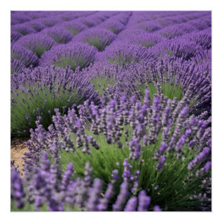 Poster lavender field