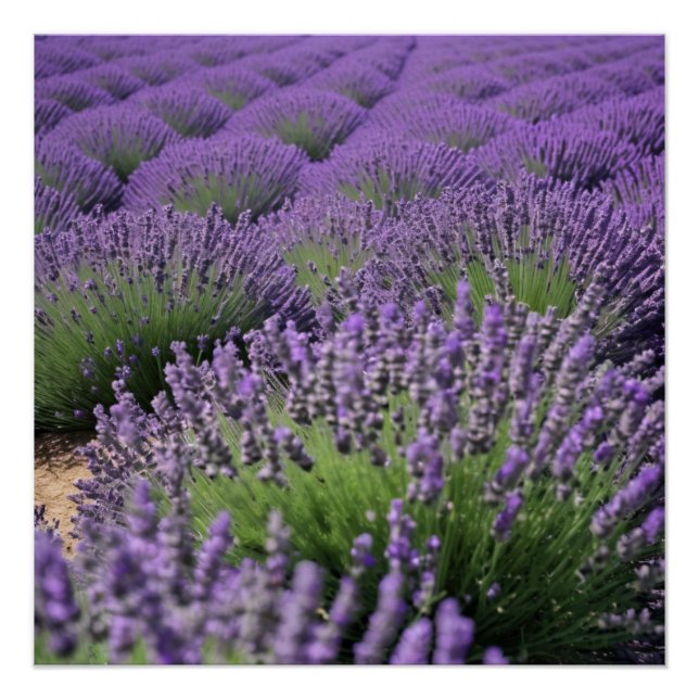 Poster lavender field (Devant)