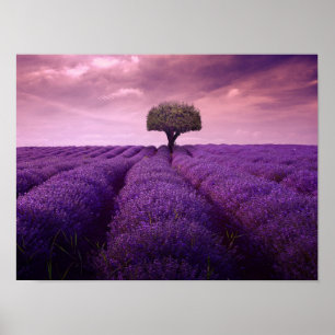 Poster Lavender field