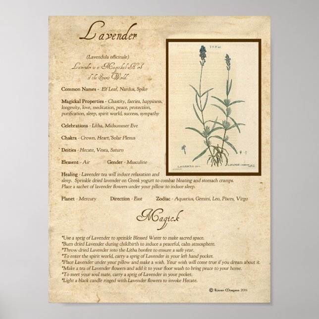 POSTER LAVENDER MAGICK HERB (Devant)
