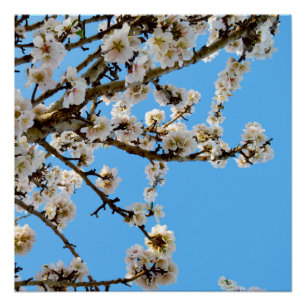 Poster L'avènement du printemps : Les fleurs blanches con
