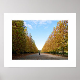 Poster L'avenue des platanes à l'affiche d'automne