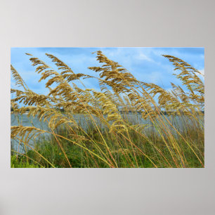 Poster L'avoine marine