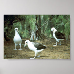 Poster Laysan Albatross