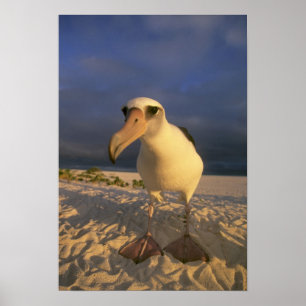 Poster Laysan Albatross, Diomedea immutabilis),
