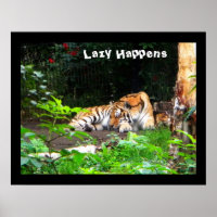 Lazy arrive le tigre de Sibérie