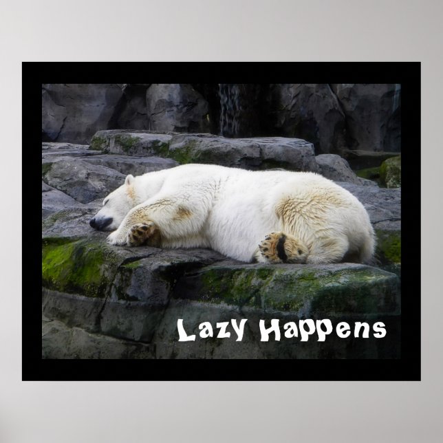 Poster Lazy arrive Ours Polaire (Devant)