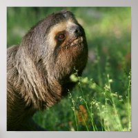 Poster Lazy Sloth