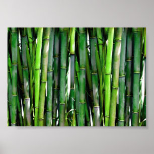 Poster Le Bambou vert Stalks Photographie de la nature