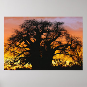 Poster Le baobab africain, Adansonia digitata,