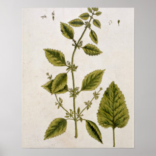 Poster Le baume, plaquent 27 "d'un de fines herbes