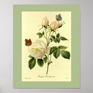 Poster Le Bengale s'est levé 16 x 20