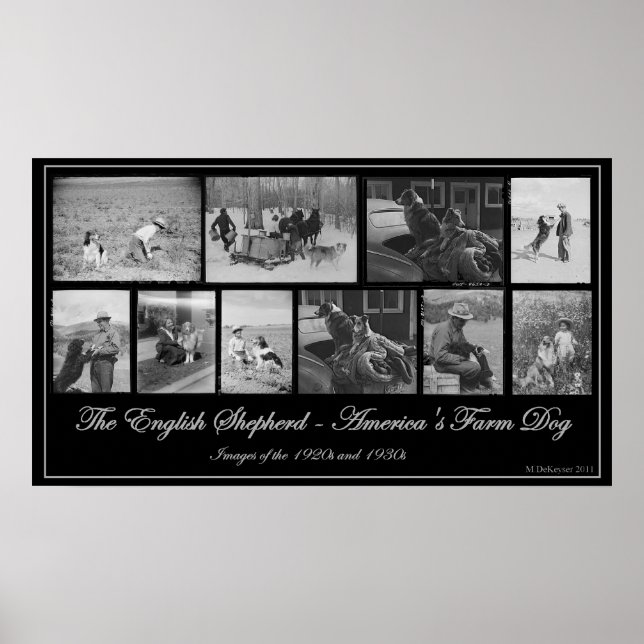 Poster Le berger anglais - Le chien de ferme américain (Devant)