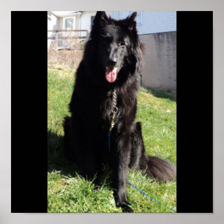 Poster Le Berger belge alias "Le Loup noir"