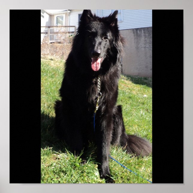 Poster Le Berger belge alias "Le Loup noir" (Devant)