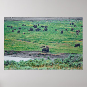 Poster Le bison américain