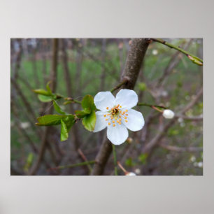 Poster Le blanc du printemps