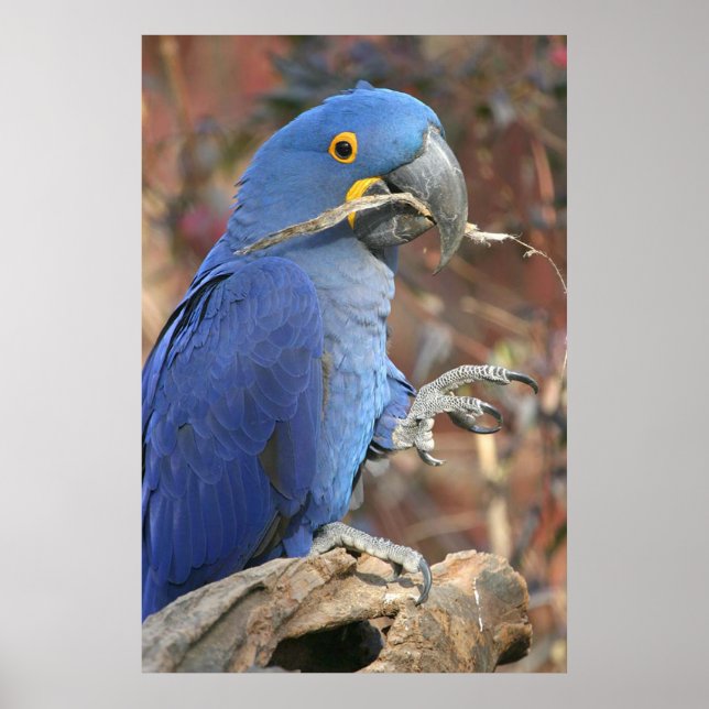 Poster Le blues (Devant)