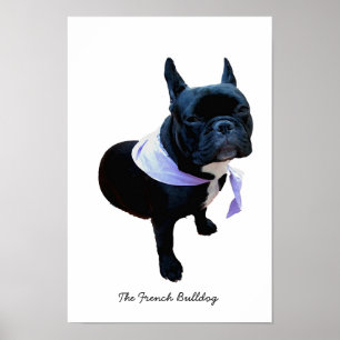 Poster Le Bulldog français