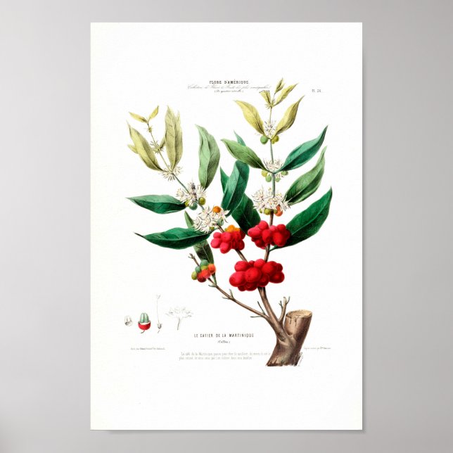 Poster Le Cafier Martinique Baies rouges Pétales blancs (Devant)